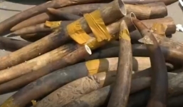 Hà Nội: Bắt 300 kg sừng được nghi ngà voi vận chuyển qua đường hàng không