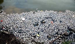 Cá hồ Tây chết bất thường, nổi trắng mặt nước