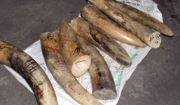 Phó Thủ tướng khen Tổng cục Hải quan sau vụ bắt giữ 309kg ngà voi