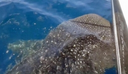 Video: Cá mập voi cọ vào thuyền ngư dân để 'gãi ngứa'