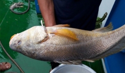 Bắt được cá lạ nghi sủ vàng giá tiền tỷ trên sông Đồng Nai