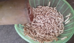 Vào mùa, người Hà Nội lùng mua sâu tre nửa triệu đồng/kg