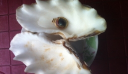 Đổi đời nhờ vô tình mò được ngọc trai quý hiếm trị giá hàng tỷ đồng