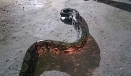 Video: Hoảng hồn phát hiện trăn 'khổng lồ' gần 7m nằm trong nhà