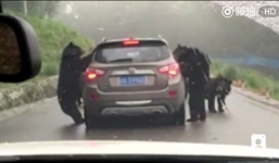 Hoảng hồn bầy gấu đen vây quanh ô tô tấn công du khách