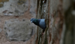 Hy hữu lính biên phòng tống giam chim bồ câu ở Ấn Độ