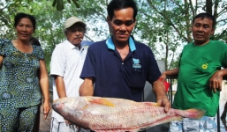 Ngư dân bắt được cá Sủ vàng tiền tỷ ở Bến Tre