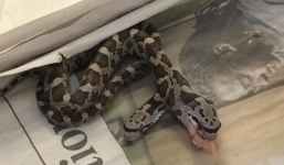 Rắn hai đầu hiếm thấy bò vào nhà dân ở Mỹ