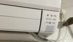 Video: Hoảng hồn rắn bò ra từ điều hòa nhiệt độ