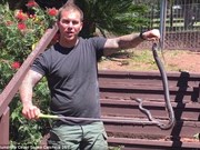 Video: Rùng mình cảnh khống chế con rắn nâu đang lột da