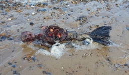 Phát hiện xác vật thể lạ nghi 'người cá' dạt vào bờ biển Anh