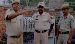 Tống giam chim bồ câu đưa thư dọa Thủ tướng Ấn Độ