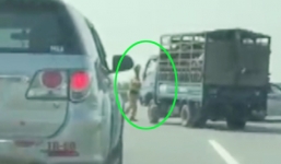 CSGT rượt đuổi xe chở lợn vi phạm trên cao tốc như phim hành động