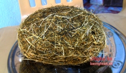 Phát hiện 'cát lợn có giá tiền tỷ' trong bụng heo nái chết