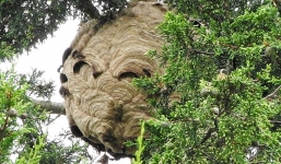 Phát hiện tổ ong bắp cày khủng lơ lửng trên ngọn cây ở Anh