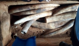 Hàng tấn ngà voi giấu trong ruột gỗ nhập từ châu Phi về Sài Gòn