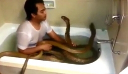 Rùng mình cảnh trai trẻ tắm chung với hổ mang chúa