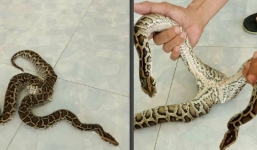 Video: Cận cảnh con trăn hai đầu hai thân ở Hà Nội được trả giá trăm triệu 