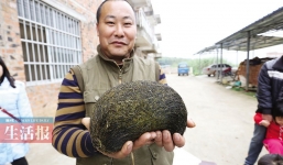 Người Trung Quốc lùng mua cát lợn nghìn USD quý hiếm