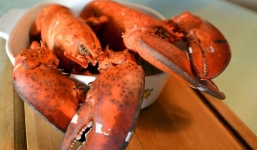 Loài tôm xuất hiện 10 tuần/năm. đại gia có tiền cũng không mua được