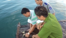 Chủ nhà hàng 'giải cứu' đồi mồi quý hiếm vừa bỏ tiền ra mua