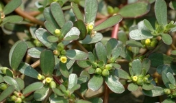 5 bài thuốc chữa bệnh từ rau sam ít người biết