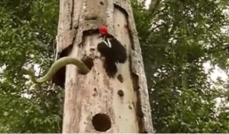 Video: Chim gõ kiến mẹ mất con điên cuồng lao vào mổ tan xác rắn lục