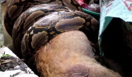 Video: Chủ bất lực nhìn trăn 'khủng' dài 6m nuốt chửng chó cưng