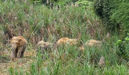 Đàn voi rừng 6 con kéo về tàn phá hoa màu của dân