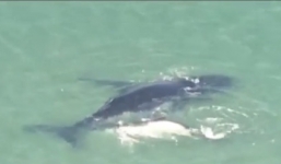 Cá voi con nỗ lực dìu mẹ thoát khỏi vùng mắc cạn suốt 40 phút