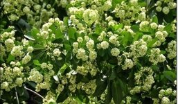 Dân mạng viết tâm thư gửi Chủ tịch Hà Nội giải quyết vấn nạn hoa sữa