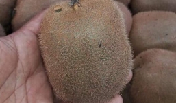 Kiwi Tàu 25.000 đồng/kg bán ra gần 200.000 đồng/kg, “đốt” tiền nhà giàu Việt