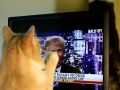 Video: Mèo 'cào mặt' Donald Trump