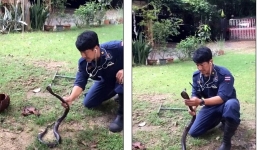 Video: Cận cảnh người đàn ông tay không bắt rắn hổ mang chúa điệu nghệ