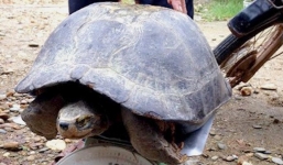 Rùa nặng 13kg bất ngờ bò vào nhà dân, trả 100 triệu không bán