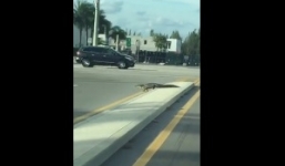 Video: Cá sấu nhởn nhơ trên đường phố Mỹ sau bão Matthew