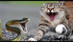 Video: Mèo con quyết chiến, đánh dập đầu rắn độc