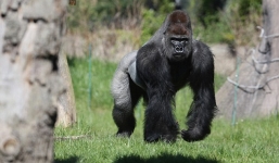 Khỉ đột nặng 200kg hung dữ đập vỡ kính trốn khỏi vườn thú như phim Công viên kỷ Jura