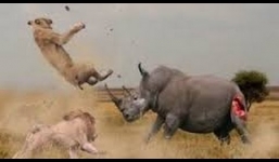 Tê giác dũng mãnh đơn độc quyết chiến với 3 con sư tử 