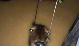 Đôi mắt chú bò đầy ám ảnh trong trận lụt kinh hoàng ở miền Trung