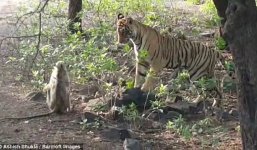 Video: Khỉ con điên cuồng quyết chiến với hổ dữ thoát thân ngoạn mục