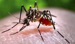 Phát hiện muỗi mang virus Zika tại Việt Nam