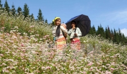 Lễ hội hoa Tam giác mạch 2016 thu hút khoảng 120.000 du khách