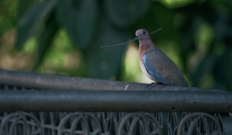 Bắt giữ hơn 150 con chim bồ câu bị tình nghi là gián điệp