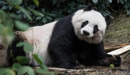 Cô gấu trúc già nhất thế giới qua đời