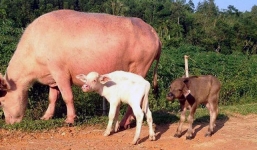 Kỳ lạ trâu sinh đôi hai nghé có màu lông khác nhau