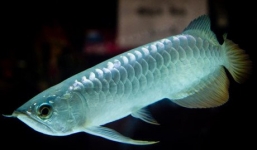 Loài cá đột biến 9 tỷ đồng đắt hơn cả siêu xe