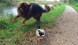 Chó chăn cừu Đức sợ hãi trước chú vịt đanh đá