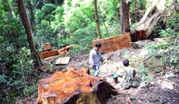 Trạm trưởng bảo vệ rừng bị 8 đối tượng sát hại lúc rạng sáng