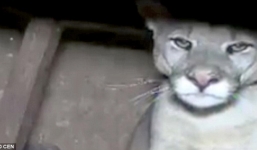 Video: Hoảng hồn báo sư tử đột nhập nhà dân, gầm gừ trong bếp